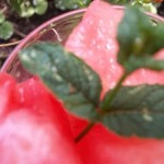 Vodkás görögdinnye